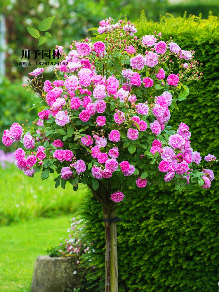 棒棒糖树状月季树盆栽高杆月季树苗庭院绿化浓香花卉耐寒风景树苗