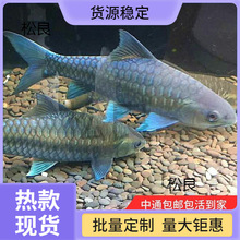 新光唇蓝吉罗鱼苗淡水鱼观赏鱼吉祥鱼异口原生罗鱼风水鱼群养鱼