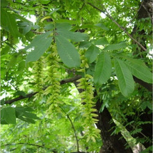 枫杨种子 白杨 大叶柳 大叶头杨树速生枫杨树种子 枰柳树植物种子