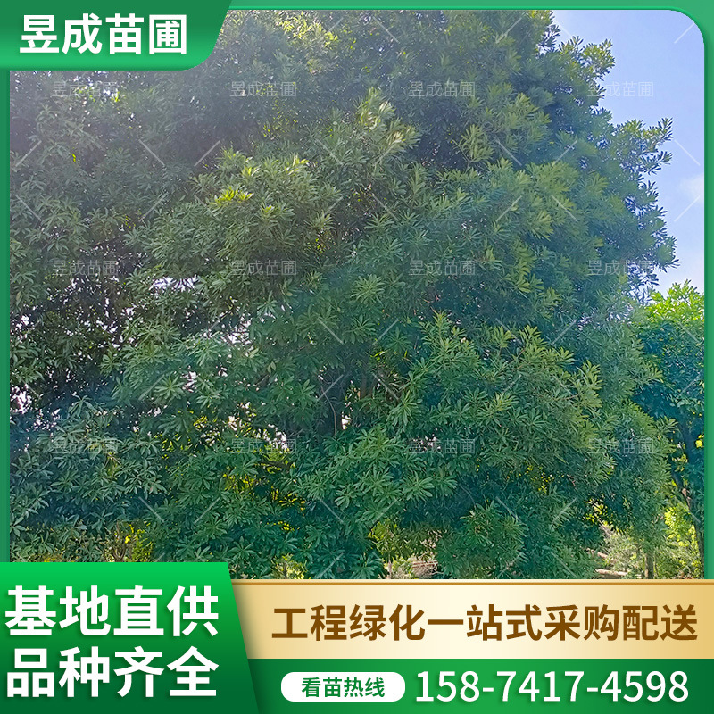 杨梅绿化园林工程行道树批发大树湖南基地供应地径25-30公分杨梅
