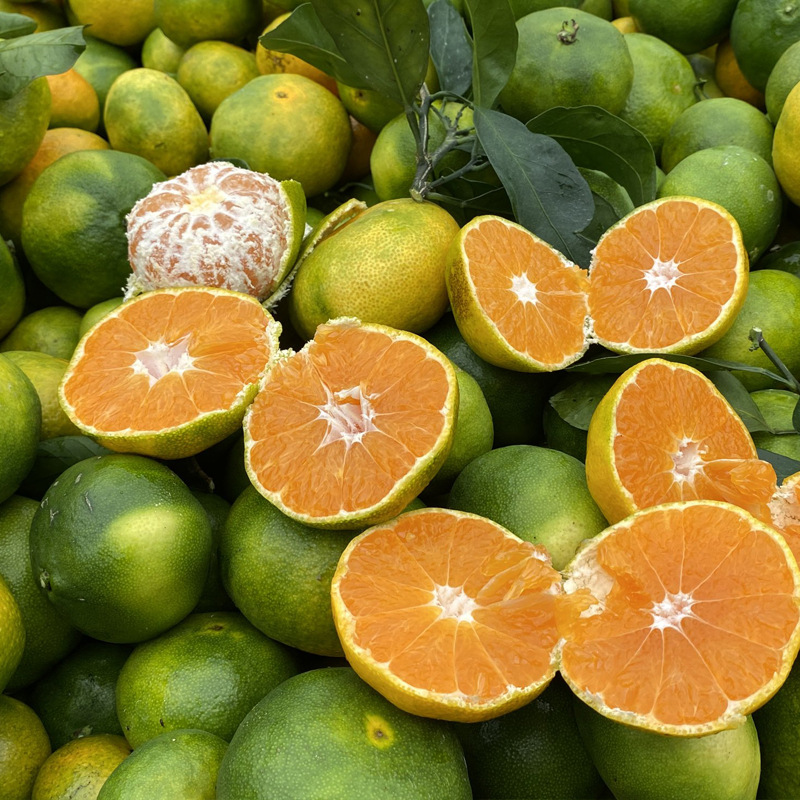 秭归三峡无籽蜜橘5斤9斤新鲜水果蜜桔一件代发宜昌蜜橘