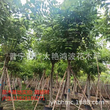 广东揭阳绿化木腊肠树牛角树波斯皂荚苗工程绿化树木房产树苗木树