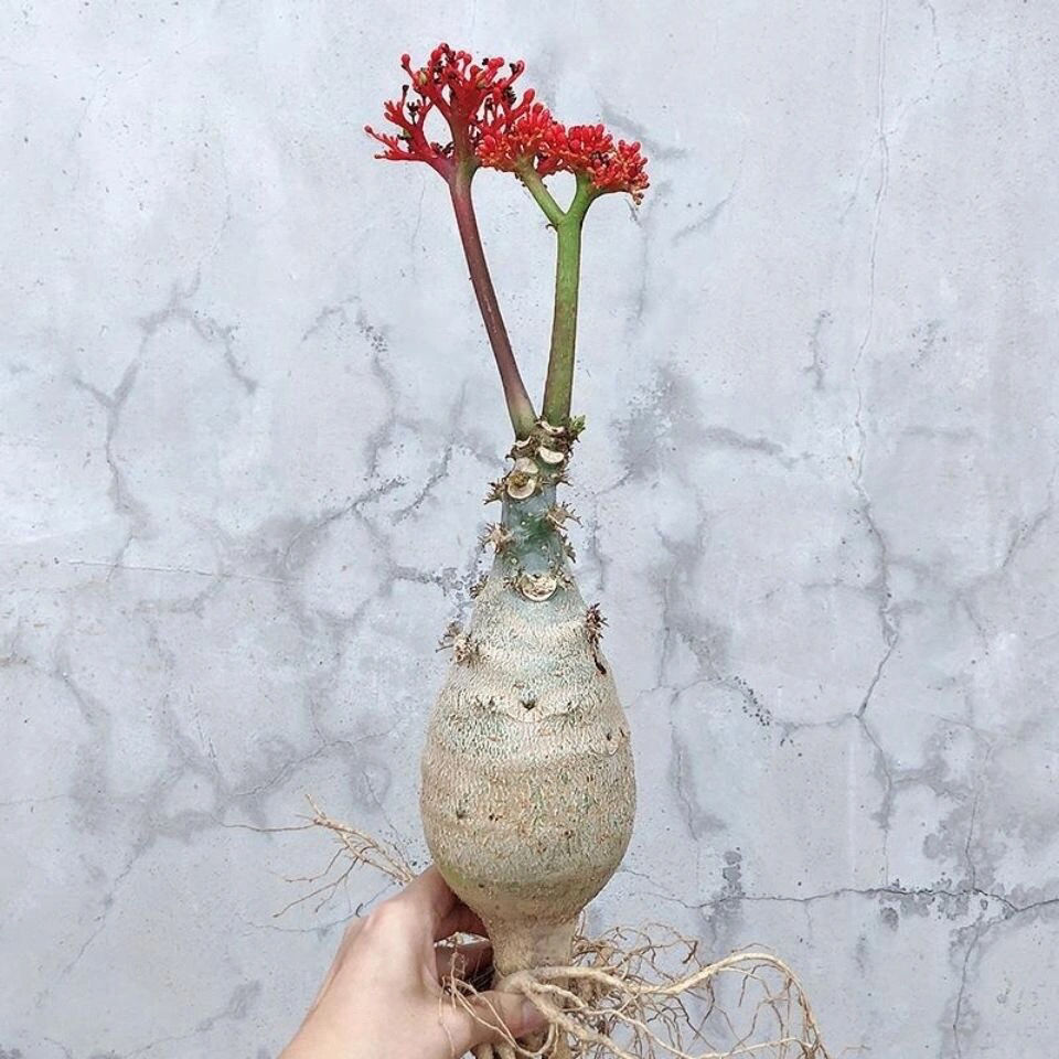 佛肚海棠 根块植物四季常绿开花佛肚树花卉植物盆栽阳台观花绿植