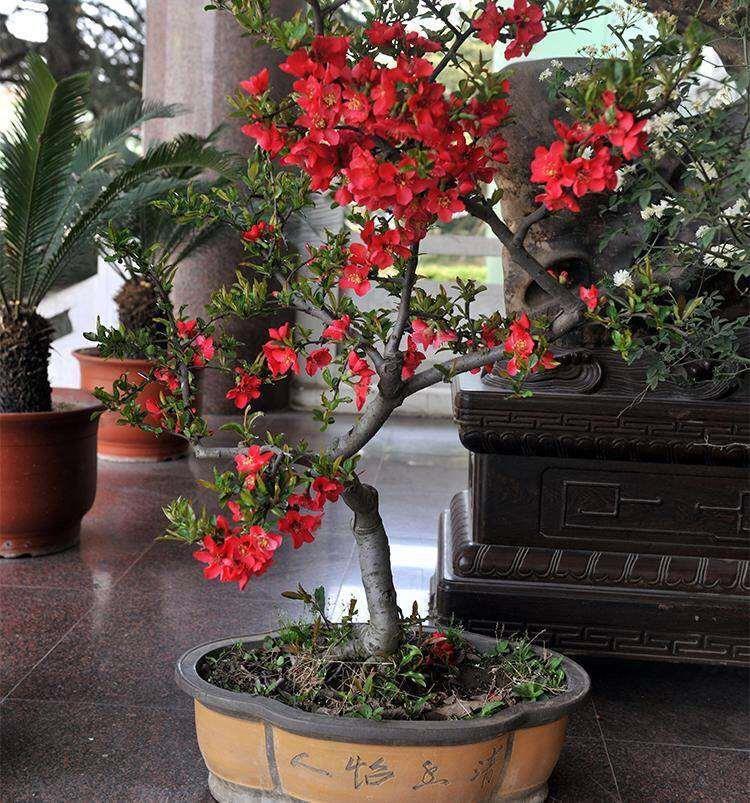 造型海棠花盆栽树苗盆景老桩日本西府庭院绿植物室内花卉四季开花