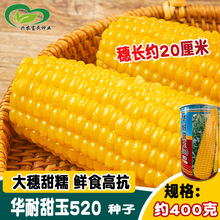 华耐甜玉520玉米种子 大穗甜糯鲜食高产粘黄玉米种子