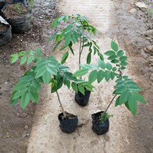 海南黄花梨树苗金丝楠木树苗沉香树苗小叶紫檀树苗带原土带叶子