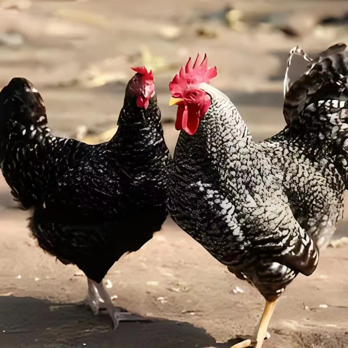 散养汶上纯种芦花鸡鸡苗 半斤脱温苗 一斤幼苗 青年产蛋芦花鸡苗