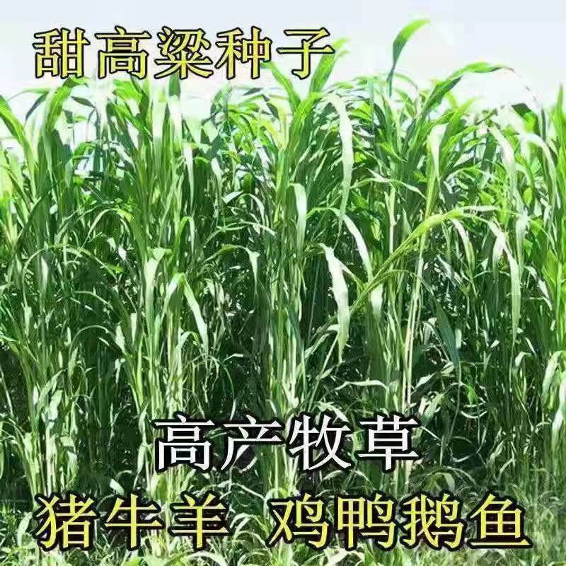 大力士甜高粱2号种子耐寒耐旱无毛进口牛羊鱼青贮饲用牧草种子
