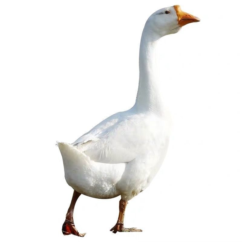 潮汕狮头鹅苗小鹅活体正宗汕头纯种狮头鹅活特大品种鹅崽幼产蛋鹅