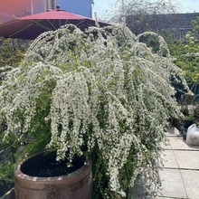 批发雪花苗盆栽花卉珍珠梅绣线菊庭院大苗喷雪梅树苗耐寒雪柳植物