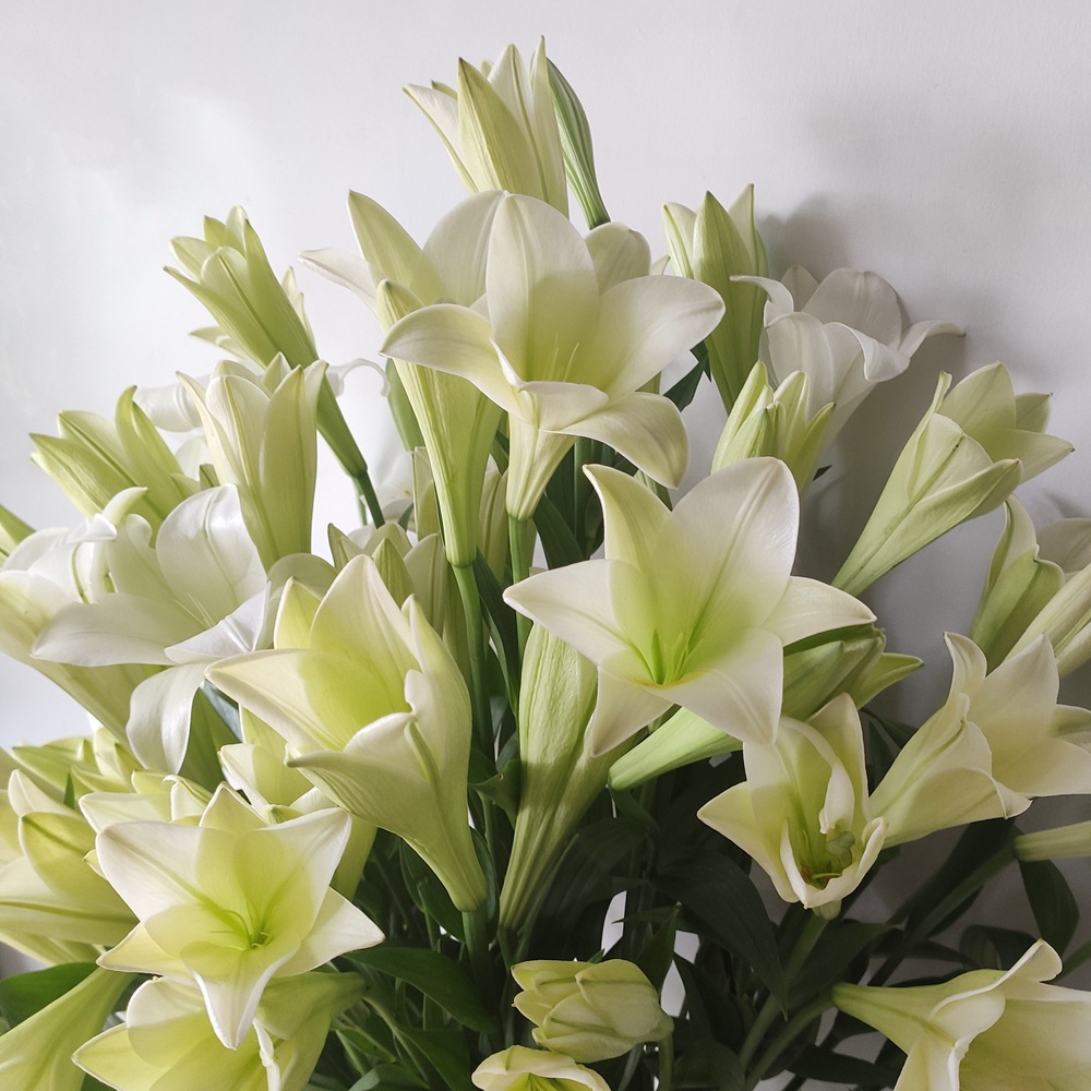 【百合铁炮】云南昆明鲜切花基地直发批发喇叭花型白色麝香百合