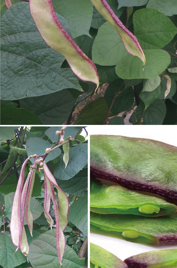 常丰紫边大扁豆种子四季庭院可播红眉豆种籽高抗肉厚嫩脆扁豆菜籽