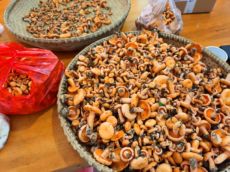 湘西特产山珍新鲜蘑菇野生菌黄枞菌六月菌菌寒菌雁鹅菌500克包邮
