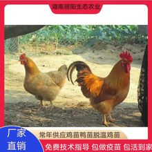 三黄鸡苗孵化场批发三黄土二鸡苗另有黑鸡苗麻黄土鸡苗绿壳蛋鸡苗