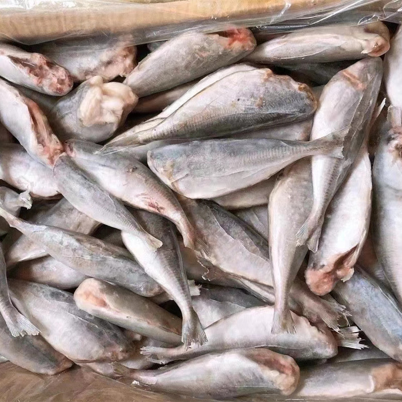 新鲜冷冻三去巴浪鱼沙丁鱼黄占鱼去头去内脏食堂快餐海鲜食材水产