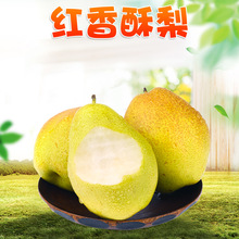 河北皇冠梨整箱包邮新鲜梨子水果脆甜多汁当季白梨子5斤雪梨