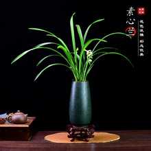 建兰素心兰盆栽天香素送礼品浓香型兰花植物室内四季好养花卉盆景