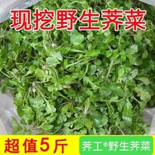 野生现挖荠菜陕西野生荠菜新鲜荠菜野生荠菜地菜野菜荠荠菜亚马逊