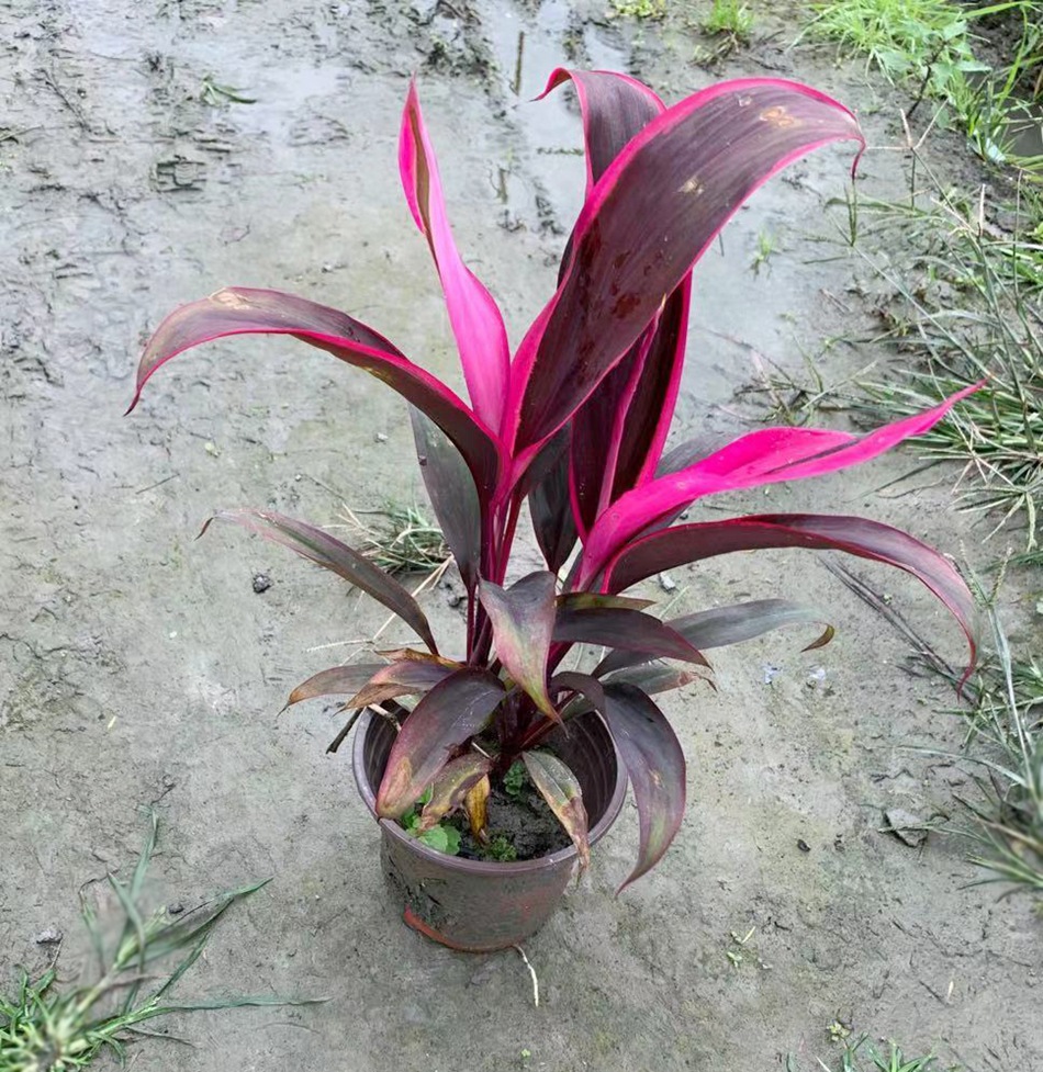 红叶朱蕉杯苗 私家庭园艺绿植 四川成都工程绿化苗木 彩叶植物