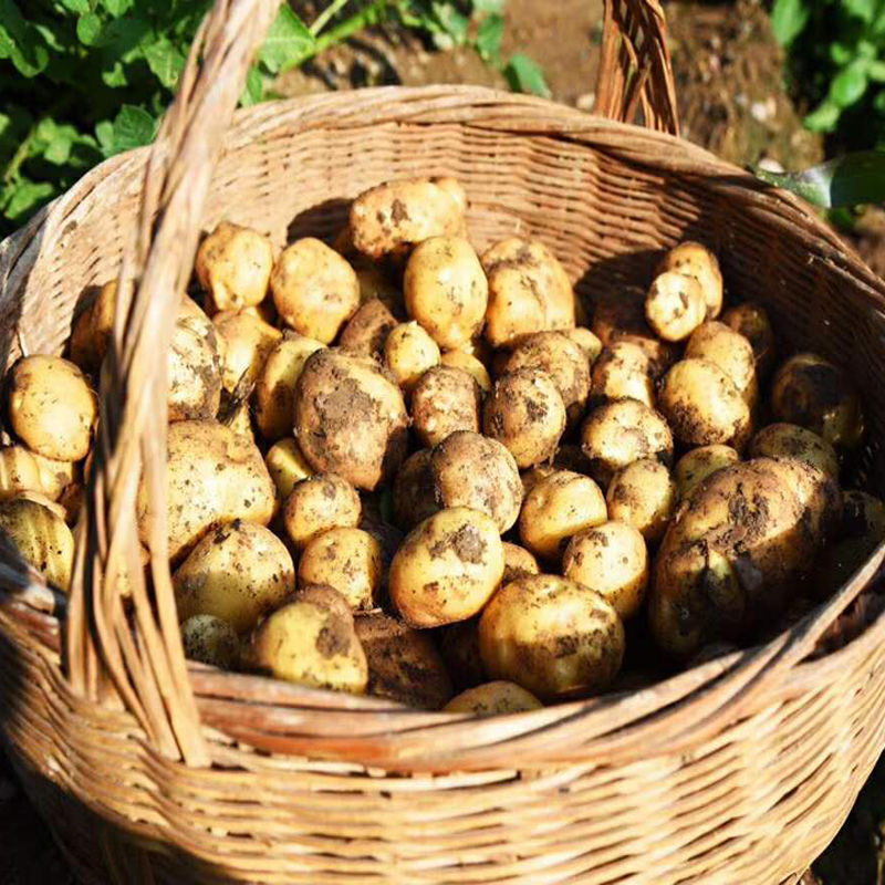 恩施黄心小土豆5/9斤农家新鲜硒都洋芋蔬菜高山马铃薯马尔1斤