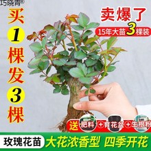 老桩月季玫瑰花苗盆栽四季开花室内室外庭院见土就活的花花苗老巧