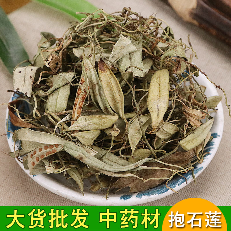 批发供应 抱石莲瓜子菜 飞莲草 抱树莲 散装冷背药材抱石莲量大优