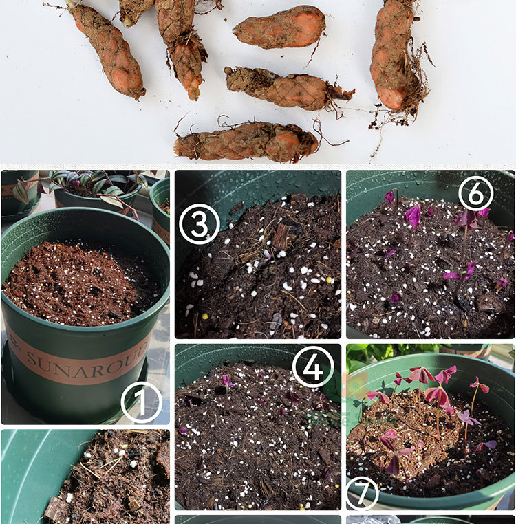 紫叶酢浆草种球幸运草酸浆草紫蝴蝶办公桌面阳台室内盆栽花卉种苗
