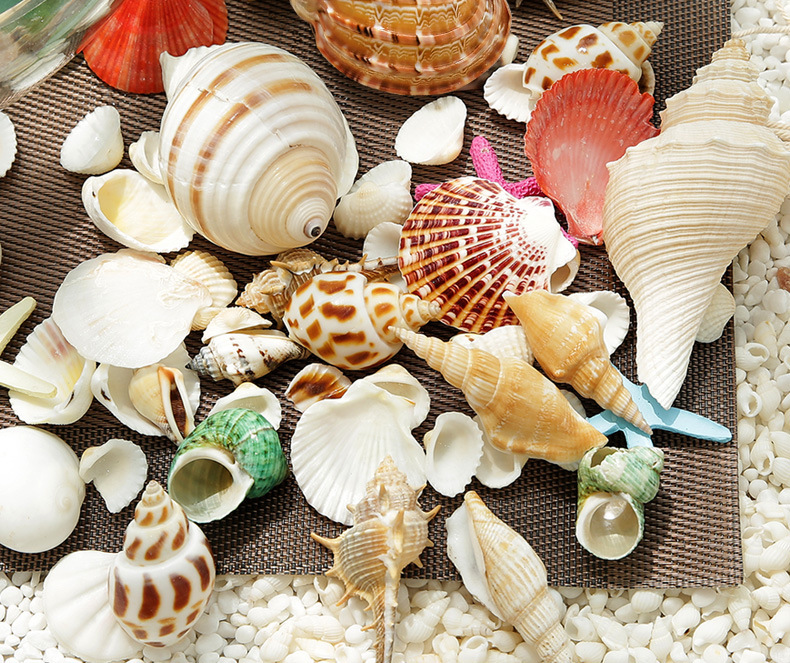 天然海星贝壳海螺组合浪漫地中海风情家居装饰婚礼布置拍摄道具