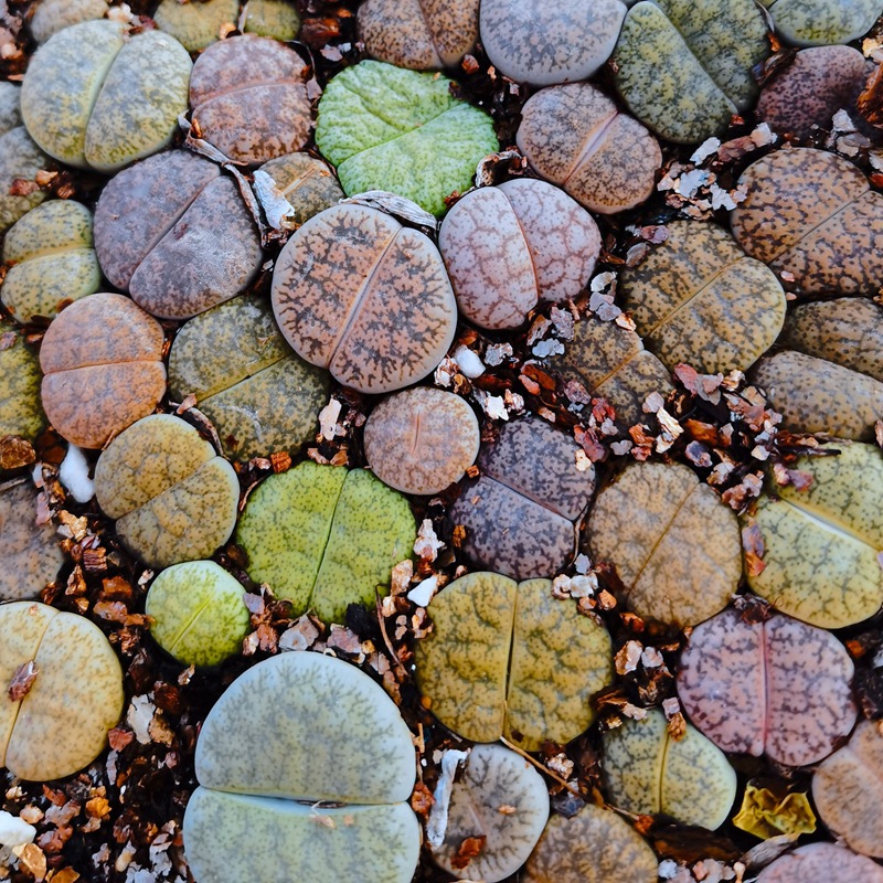 大棚基地直供批发包邮生石花杂交绿紫勋杂绫耀玉一箭之遥多肉植物