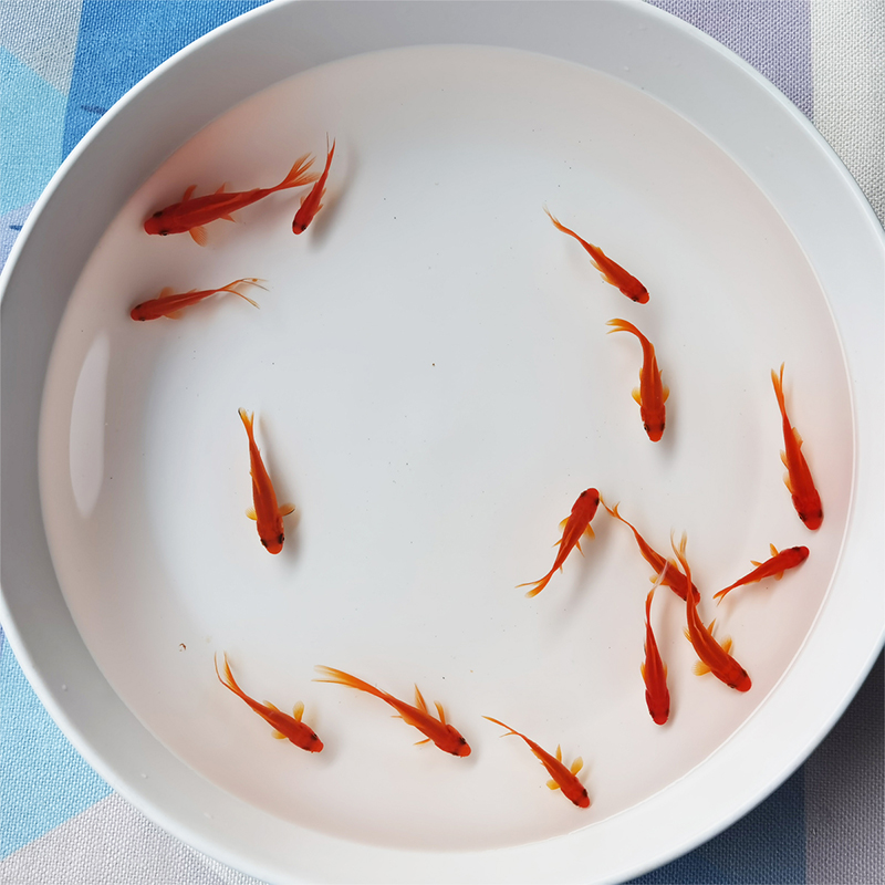 草金鱼小金鱼活耐鱼苗观赏鱼不打氧小鱼长尾好养冷水鱼鲤鱼红