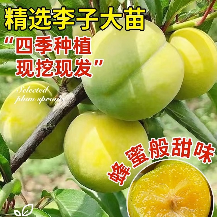 蜂糖李子树苗嫁接特大晚熟脱骨青脆李子果树苗南北方种三华李树苗