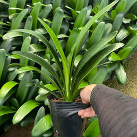 君子兰苗君子兰盆栽室内花卉绿植盆栽花卉君子兰君子兰蝴蝶兰花苗