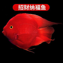 血鹦鹉活鱼发财鱼宝财神招财鱼观赏鱼银龙鱼热带宠物观赏鱼