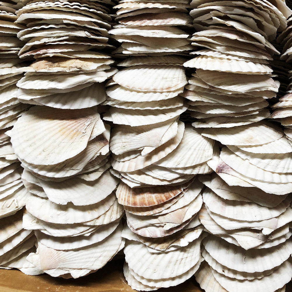 扇贝壳烧烤用烧烤用蒜蓉餐厅饭店蒸扇贝半壳大托盘造景大号