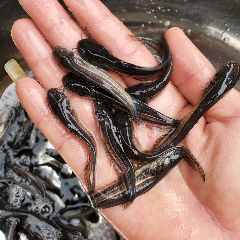 塘鲺鱼苗 塘角鱼苗 大量塘鲺鱼苗 三黄塘鲺鱼苗 本地塘鲺鱼苗