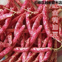 红金钩油豆角种子高产早熟东北黄金钩豆角架豆红金勾春季蔬菜种籽