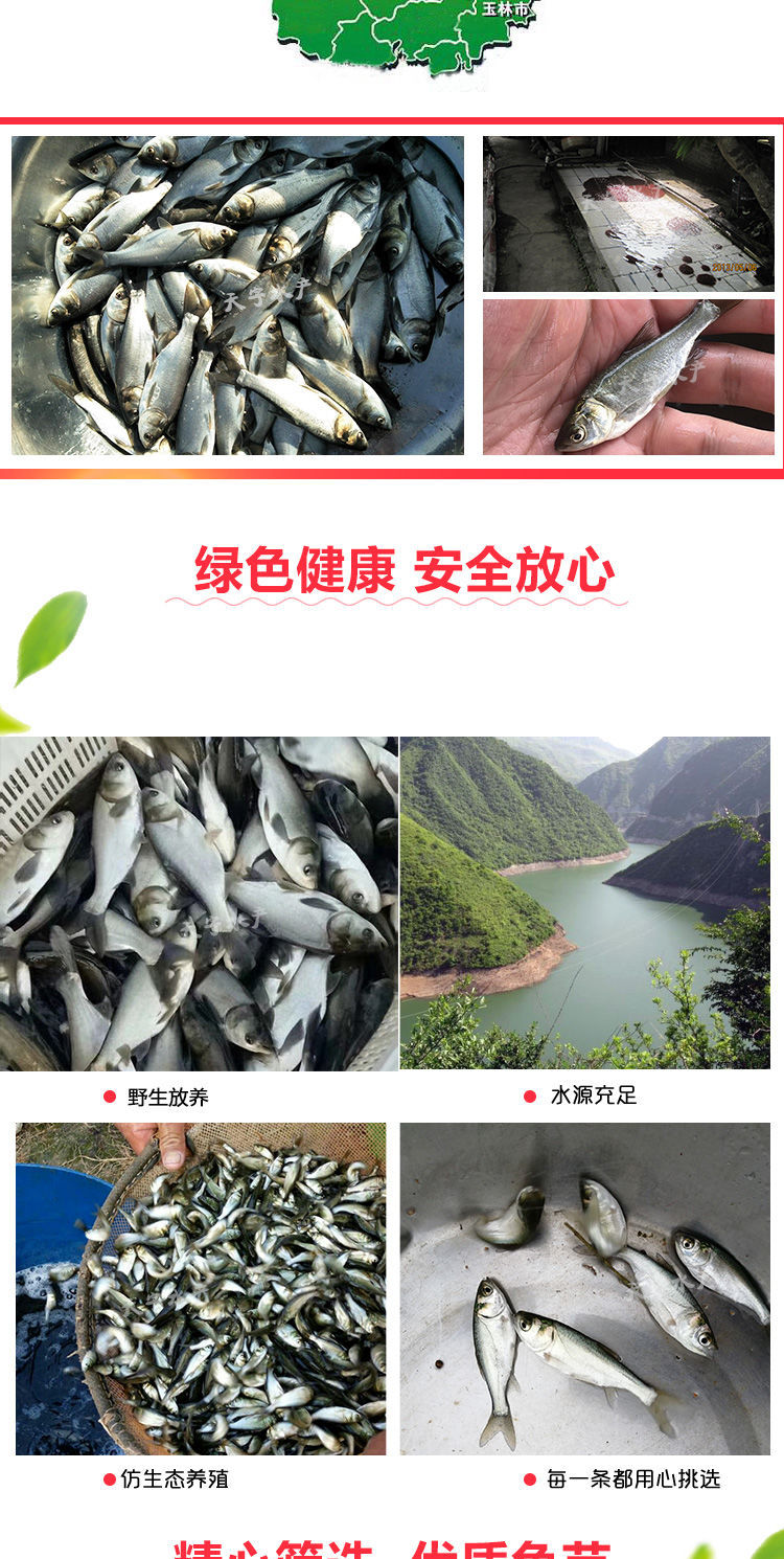 白鲢鱼苗鲢鳙水鲢跳鲢鲢子花鲢鱼苗淡水鱼苗活体草鱼鲤鱼四大家鱼
