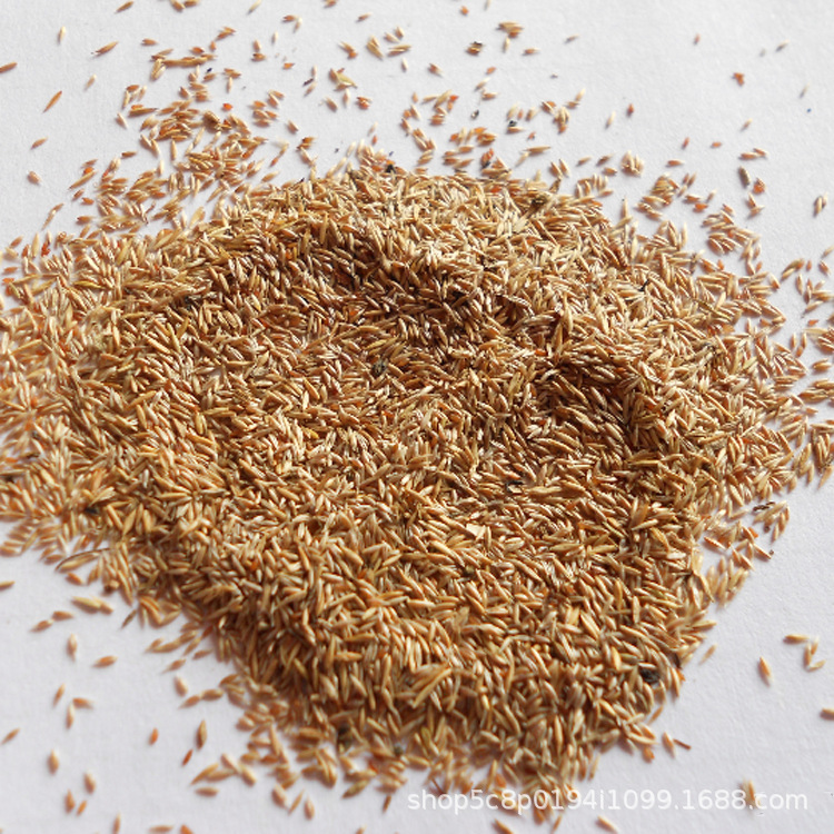 剪股颖细弱型绿化草坪种子免修剪庭院球场美观草坪匍匐剪股颖草籽