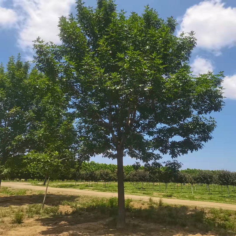 供应白蜡 山东泰安速生白蜡5公分以上 树身光滑 树干通直