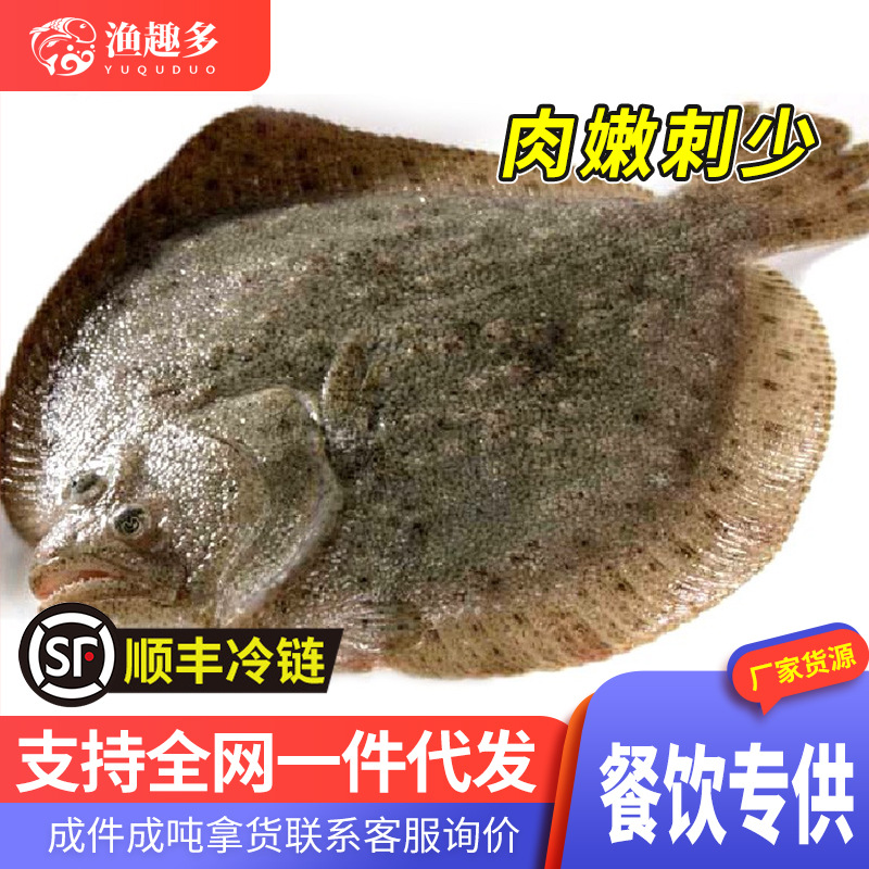 鲜活海鲜批发鲜冻海捕多宝鱼新鲜大号冷冻比目鱼鲽鱼商用多宝鱼