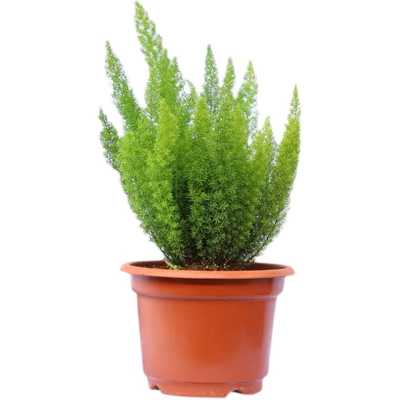 狐尾天门冬绿植盆栽阳台花园庭院绿化植物四季常绿开花观叶花境苗