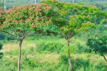 一件代发合欢树苗绒花树苗芙蓉花庭院耐寒风景树花卉盆栽当年开花