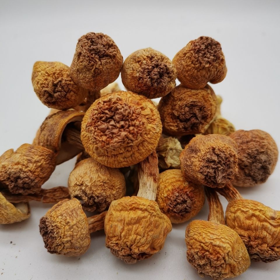 姬松茸干货 云南特产食用野生菌菇蘑菇松茸 500g包邮(250gx2袋)