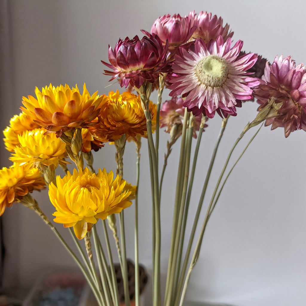 云南麦秆菊手工粘接花束小雏菊自然干花七彩菊麦穗杆家居装饰批发