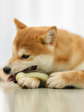 宠物狗狗磨牙棒耐咬幼犬狗除口臭玩具骨头零食小型犬泰迪比熊柴犬