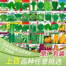 一件代发蔬菜种子菜种子大全五菠菜小白菜上海青鸡毛菜家庭阳台盆
