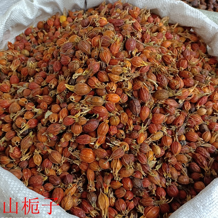 广西地产山桅子 山枝子 黄鸡子 小卮子 中药材市场货源1000克干货