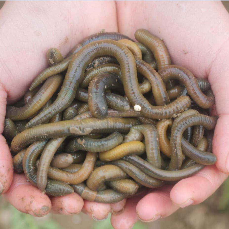 活体青蚯蚓鲜活黑蚯蚓钓黄鳝蚯蚓特大臭蚯蚓地龙松土蚯蚓钓鱼活饵