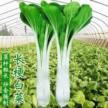 精选高杆白菜种 高杆白菜籽蔬菜四季白菜菜汤小青菜子长白菜箭杆