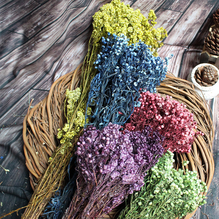 云南斗南批发国产永生小星花 小邹菊 天然干花拍摄道具保鲜真花